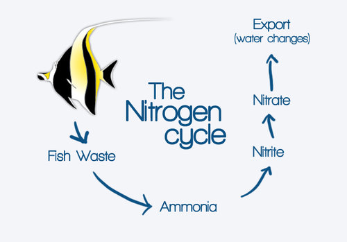 Nitrogencirklen. Det er denne cyklus du gerne skal have etableret. Det er den akvariet arbejder på at få i gang i opstartsfasen. Det tager selvklart tid.