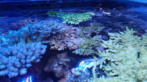 Hvis ikke man løbende klipper i sine koraller, så vokser de for tæt og begynder at bekrige hinanden. Akvariet bliver &quot;overstocked&quot;.