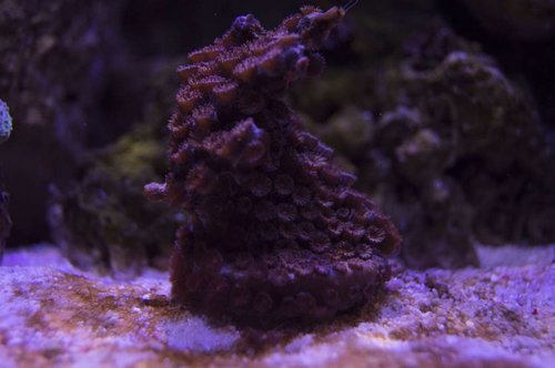 DSC_0055a.JPG