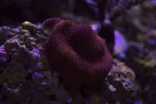 DSC_0044a.JPG
