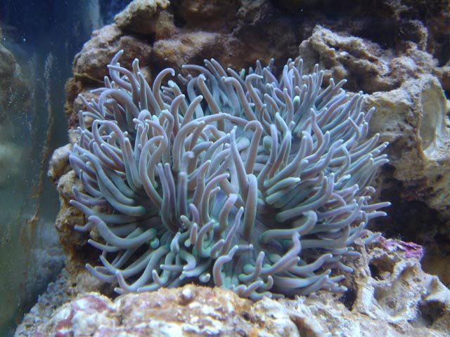 anemone.jpg