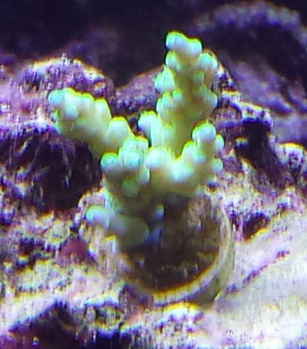 Fra Foretagsakvarium en Tenius