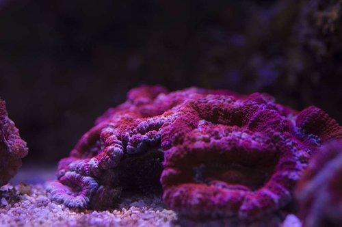 DSC_0011a.JPG