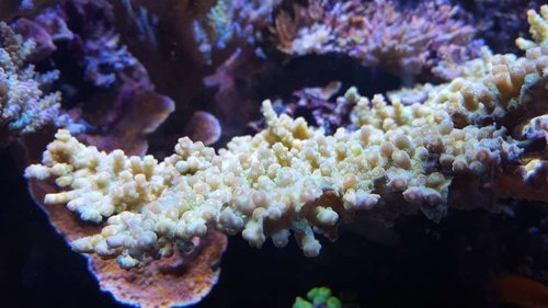 Acropora florida