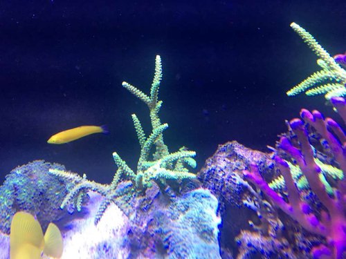 Bali slime acropora er også blevet grøn igen