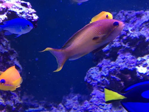 Anthias drengen.jpg