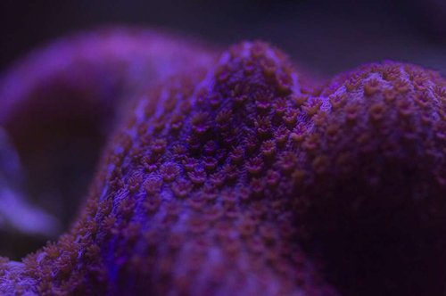DSC_0070a.JPG