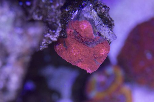 DSC_0080a.JPG