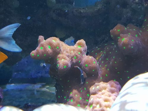 Favites pentagona  rød type. Ser lidt specielt ud med det hul inde midt i korallen.