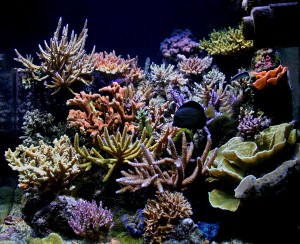 27_09_2005 (300 x 244).jpg