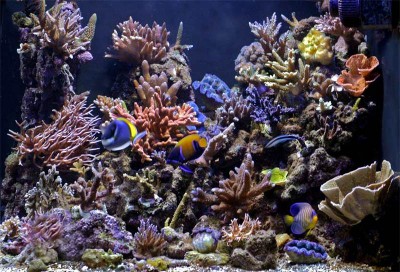 05_03_2005 (400 x 272).jpg