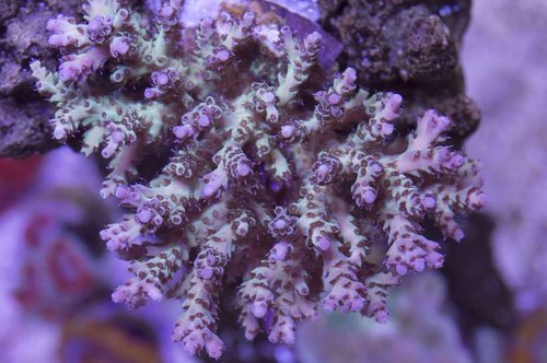 DSC_0078a.JPG