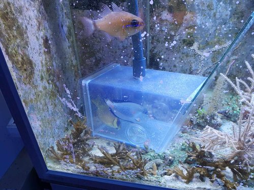 22.01.18 Så gik alle i fælden.jpg (123.31 KiB) Vist 9066 gange Alle de fisk der skal med over, gik i fælden for at æde sent om aftenen.