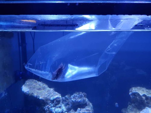 22.01.18 Coralinus tilvænnes.jpg (51.25 KiB) Vist 9066 gange Den fik en kort tilvænning, så temperaturen var nogenlunde ens og så røg den ud.