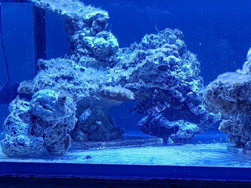 22.01.18 Coralinus lige sat i DT. Godt sur og med skræmmefarver..jpg (89.21 KiB) Vist 9066 gange Ind under overhænget og surmule.