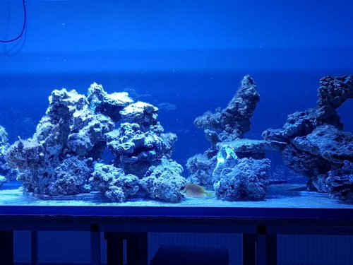 23.01.18 Så har den fået sine normale farver..jpg (79.87 KiB) Vist 9066 gange Hvor ser den lille ud i det akvarie. Men den har fået sin flotte gule farve og ser ud til at befinde sig ok. Dog stadig lidt mistænksom over at der overhovedet ikke er andre fisk. Så den er lidt i alarmberedskab.