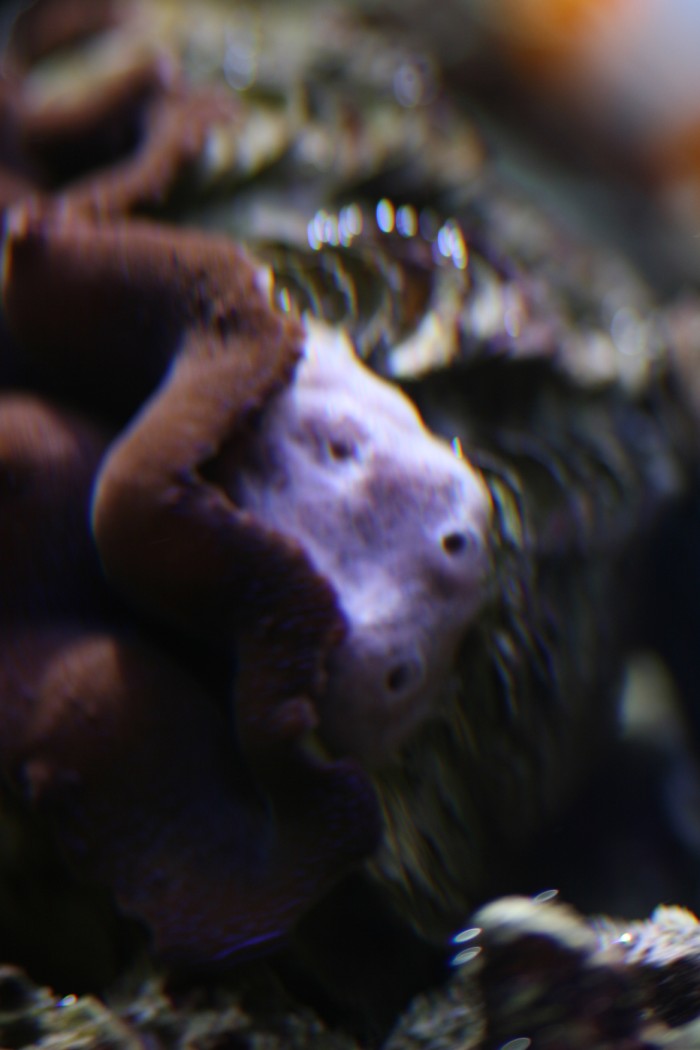 musling2 (700 x 1050).jpg