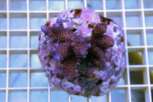 millipora bluetip.jpg