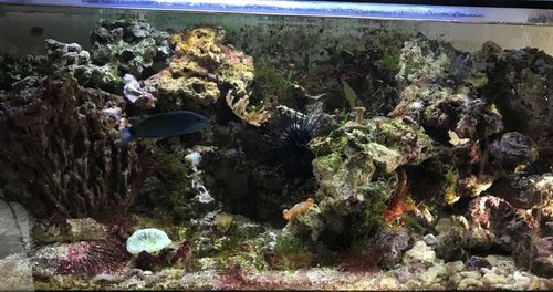 160liters dræber tank