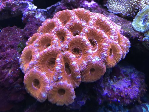 Acan
