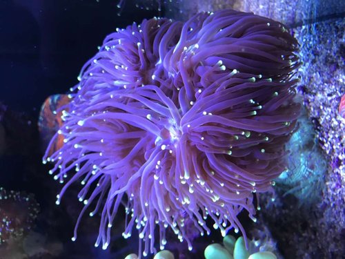 Langhåret euphyllia