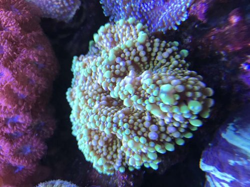 Ricordea Florida