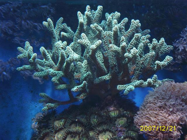 seritopora Dec 2007