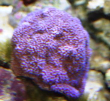 Dårligt billede men fantastisk flot. superman montipora