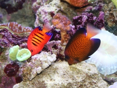 en loricula og hawaiensis