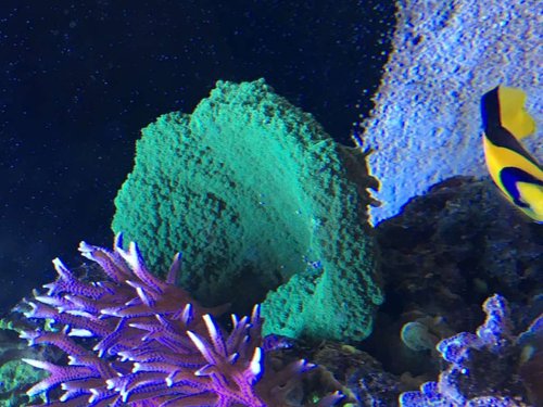 Min plade montipora der er kommet i skammekrogen