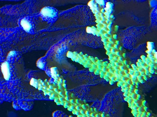 Kemisk krigsførelse mellem min acro og montipora