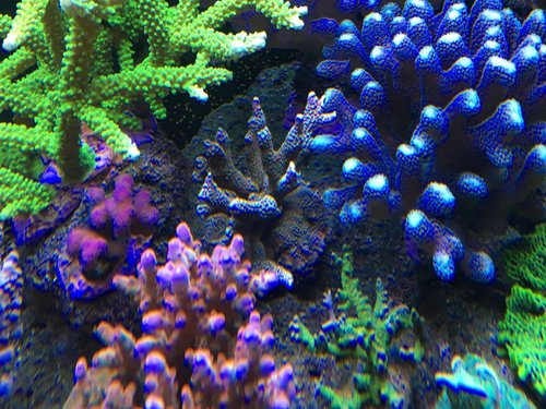 Jeg kunne godt ønske mig meget mere polyp udvidelse på min orange montipora