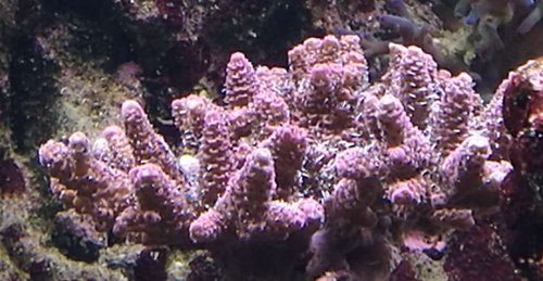 rød millipora.jpg
