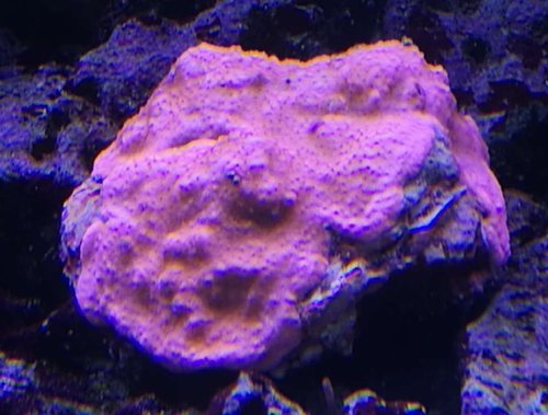montipora.jpg