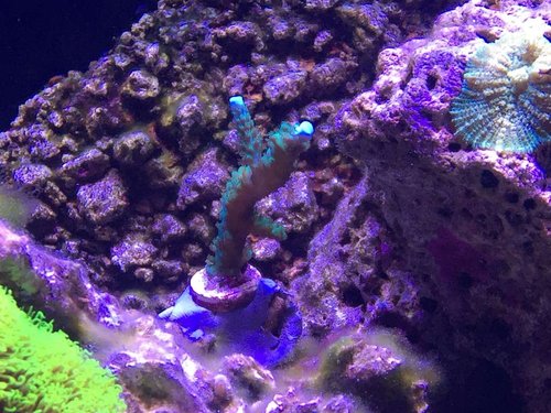 Acropora frag før