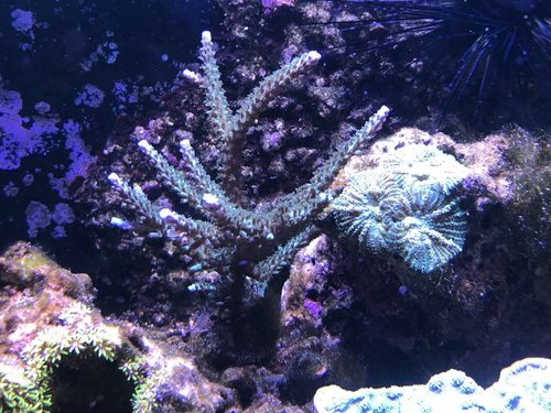 Acropora nu