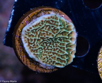 Montipora green snake.jpg