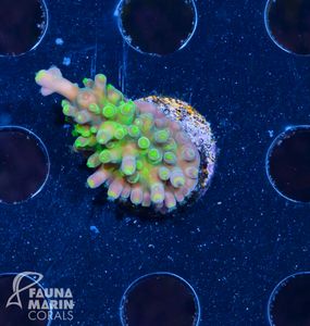 US Style Acropora green ghost.jpg