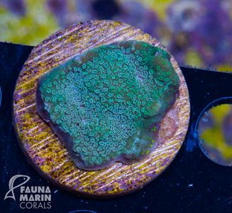 Montipora Green Sparkle.jpg