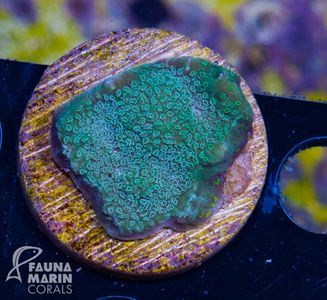 Montipora Green Sparkle.jpg