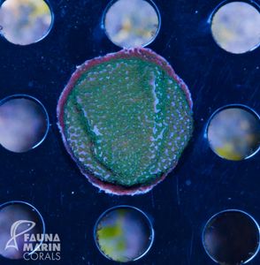 Montipora Green Islands.jpg