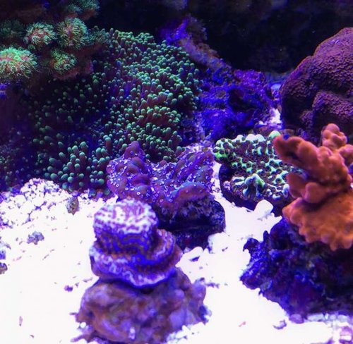 Montipora stetosa , rainbow og en true undata der stadig ik er farvet op endnu :)