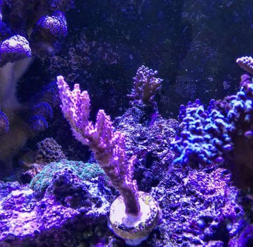 Acropora red planet