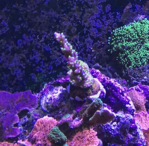 Acropora tricolor