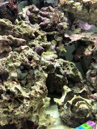 Sprutte, hvor er den.jpg (76.96 KiB) Vist 3291 gange Mester i kamouflage. Prøv at spotte den.