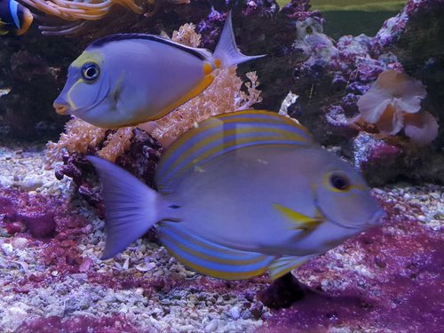 Kirurg hvilken.jpg (96.82 KiB) Vist 4431 gange Kirurg hvilken.jpg