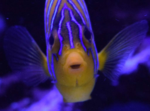 fisk. 4 gange næsebor.jpg