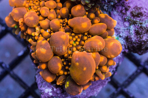 tma-bouncing-souls-yuma-mushroom.jpg