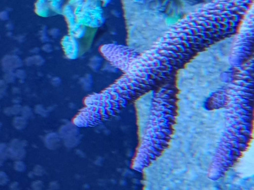 Acropora spathulata 31.08.18