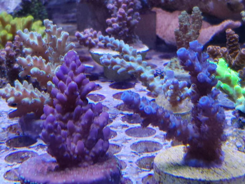 Lidt af de nye koraller.<br />Purple monster, angry bird, the Vinh og latistella.